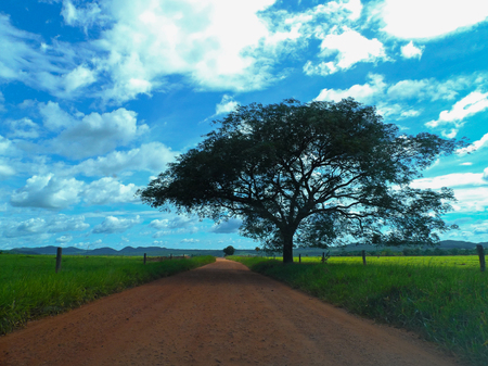 Dirt road, tree and blue skyの写真素材