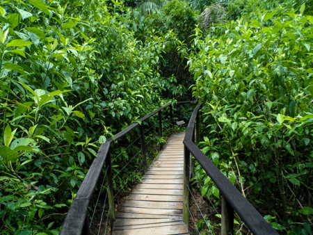 Wooden bridge in the forestの写真素材