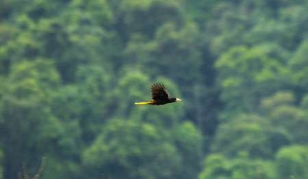 Flying birdの写真素材