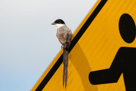 bird perched on sign