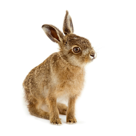 Young hare isolated on white backgroundの写真素材