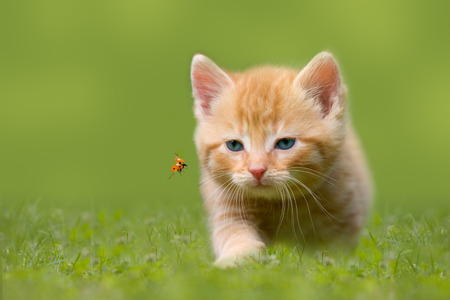 Young cat with ladybug on a green field in the sunshineの写真素材