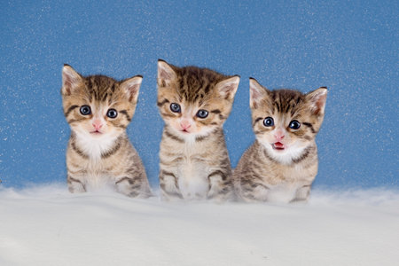 three kittens sitting in snowの写真素材