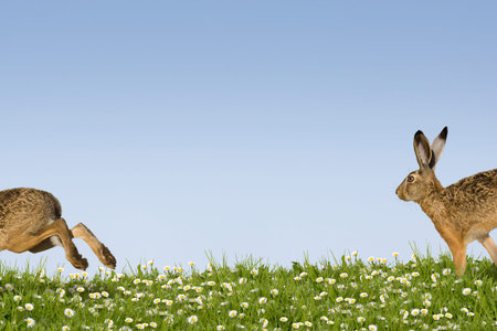 Two easter bunnies running across a field of flowers
