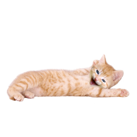 Kitten lies, laughing on white backgroundの写真素材