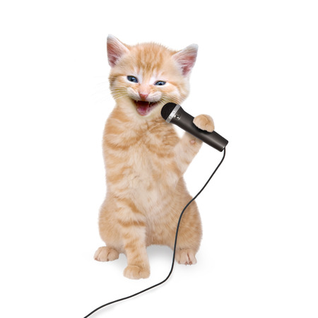 Cat kitten singing into microphone on white backgroundの写真素材