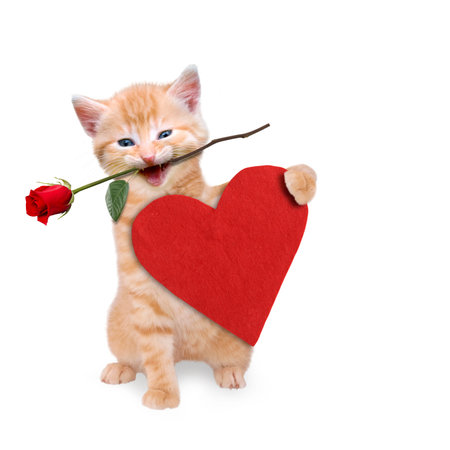 Cat with a red rose and red heartの写真素材