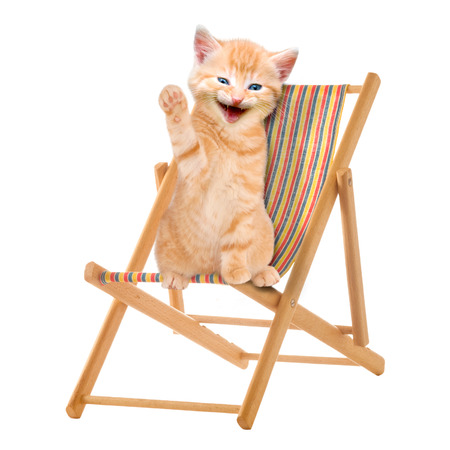 Cat   kitten sitting in deck chair   Sunlounger isolatet on white Backgroundの写真素材
