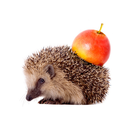 Hedgehog with apple on her back isolated on white backgroundの写真素材