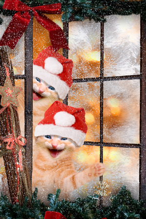 two cats with Santa caps laughing look out a windowの写真素材