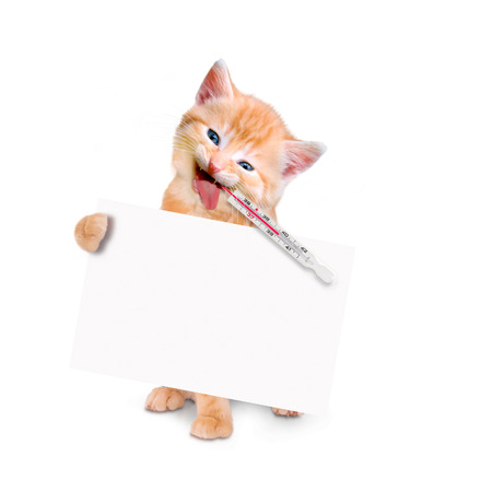 sick cat with ice pack and thermometer isolated on white backgroundの写真素材