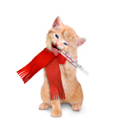 sick cat with ice pack and thermometer isolated on white backgroundの写真素材