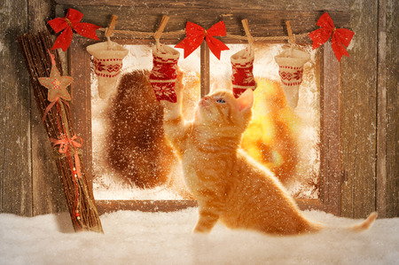 young kitten playing with Christmas decorationの写真素材