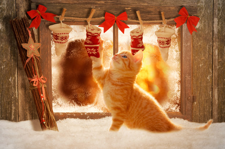 young kitten playing with Christmas decorationの写真素材