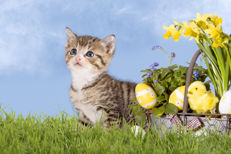 Cats, Easter, with daffodils on grass with blue skyの写真素材