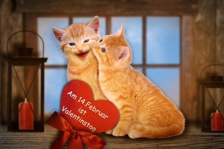 Two enamored cats with red heart kissing in front of windowの写真素材