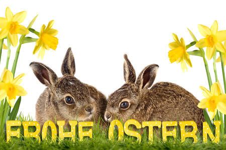two easter bunny sitting between daffodils isolated on white backgroundの写真素材
