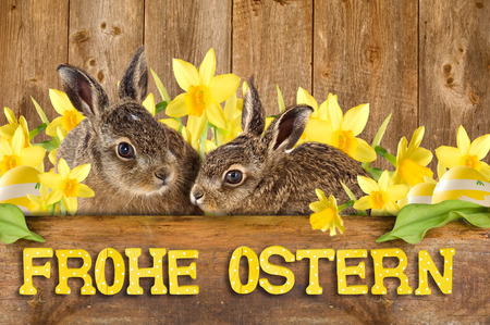 two young hare sitting between daffodils in front of a old wooden wall with shield Happy Easterの写真素材