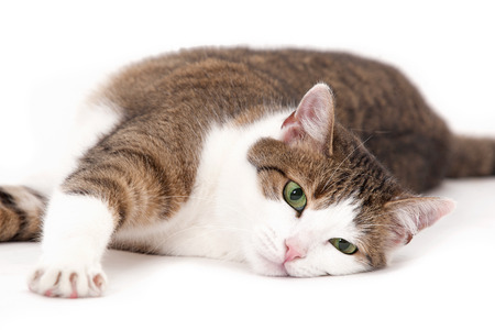 Cat relaxing on a white backgroundの写真素材