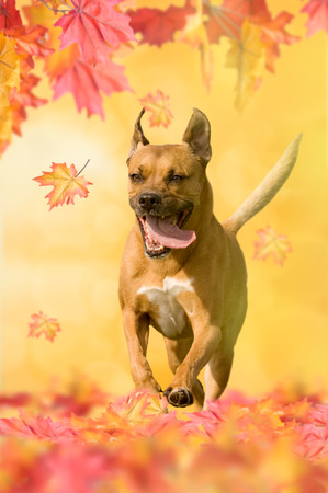 American Staffordshire Terrier playing in autumn with leavesの写真素材