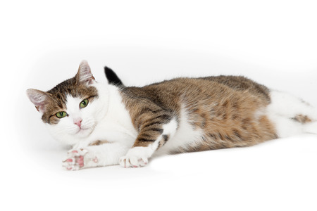 Cat lying on white backgroundの写真素材