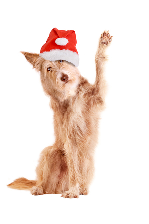 Dog with santa hat waving, isolated on white backgroundの写真素材