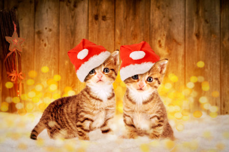 Two little kittens sitting in the snow with Christmas decorationsの写真素材