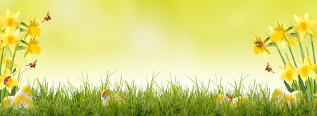 Easter, ladybug fly on green meadow with daffodilsの写真素材