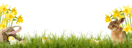 Easter bunny sitting in front of Daffodil with an Easter basket and Easter eggsの写真素材