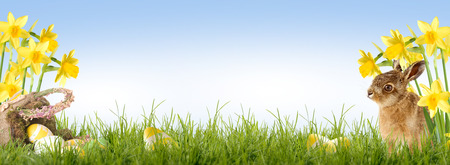 Easter bunny sitting in front of Daffodil with an Easter basket and Easter eggsの写真素材