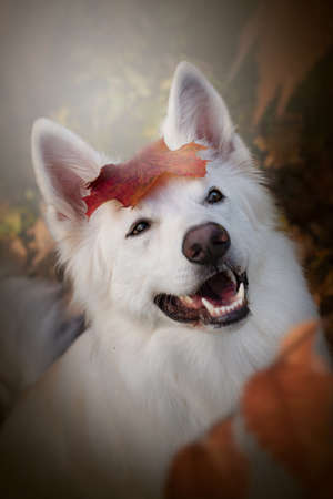 Portrait of a white shepherd dog in autumn. The white Swiss shepherd dog smiles at the camera with a leaf on his head.の写真素材