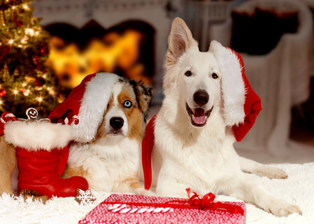 two dogs are lying in front of the Christmas tree with Santa Claus caps on their heads and Christmas presents. Both dogs look into the cameraの写真素材