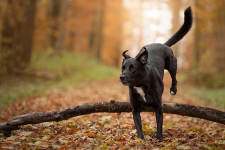 Dog, Labrador mix running, jumping on a forest path in autumn atmospheric autumn lightの写真素材