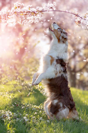 Dog, Australian Shepherd stands on hind legs under cherry blossoms with falling petals, smells a branchの写真素材