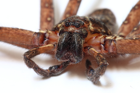 Heteropoda venatoria spiderの写真素材