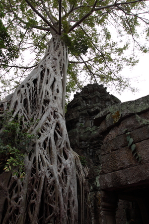 Ta Prohm Temple in Angkor Siem Reap Cambodiaの写真素材