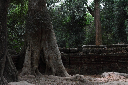Ta Prohm Temple in Angkor Siem Reap Cambodiaの写真素材