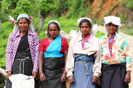 Haputale Sri Lanka tea pickingのeditorial素材