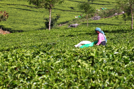 Haputale Sri Lanka tea pickingのeditorial素材