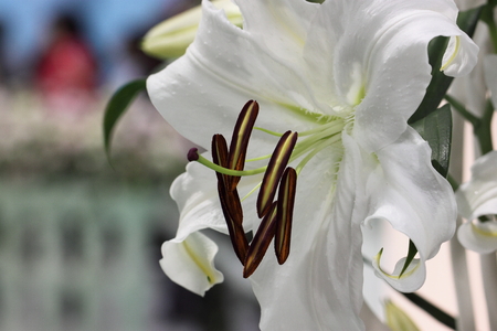 Beautiful Lilium Liliaceae flowerの写真素材