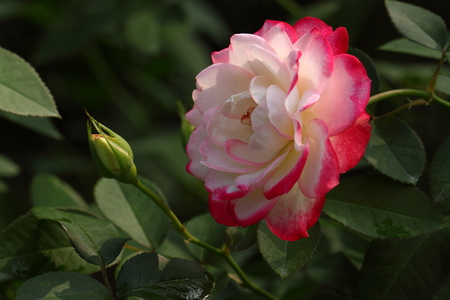 Rose Jubile du prince de Monacoの写真素材