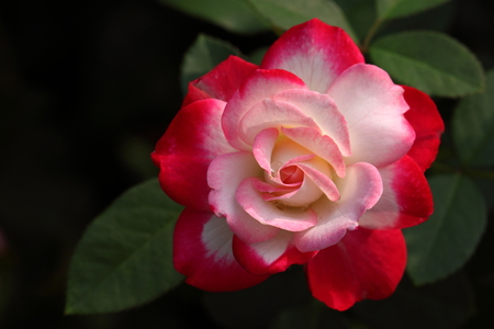 Rose Jubile du prince de Monacoの写真素材