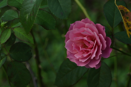 Beautiful Rose flower in the gardenの写真素材