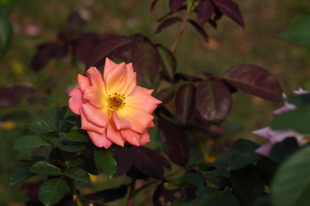 Beautiful Rose flower in the gardenの写真素材