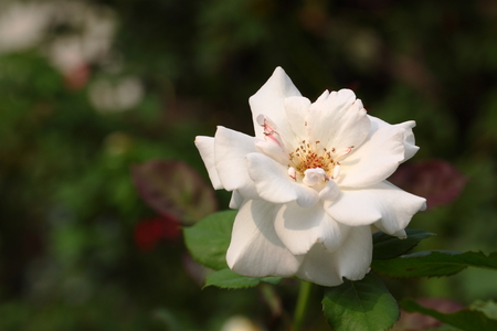 Beautiful Rose flower in the gardenの写真素材