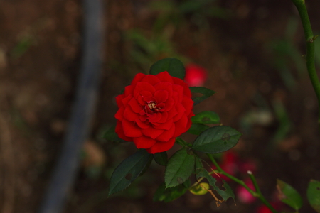 Beautiful Rose flower in the gardenの写真素材