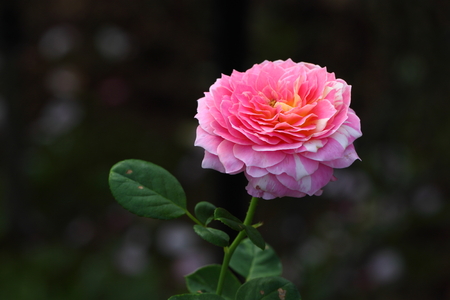 Roseの写真素材