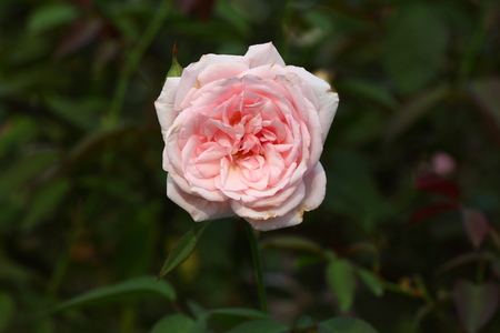 Roseの写真素材