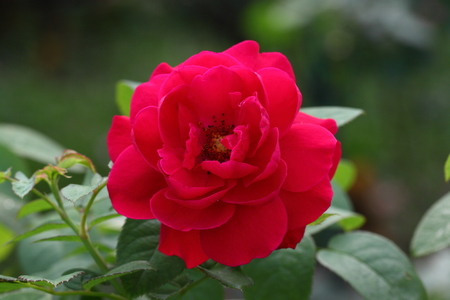 Roseの写真素材