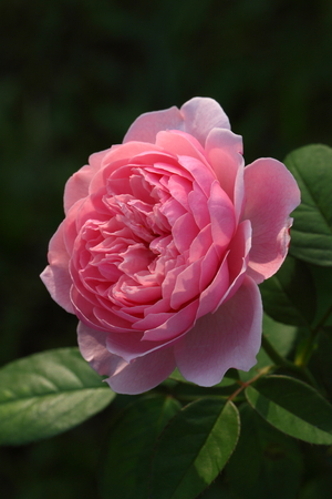 Roseの写真素材